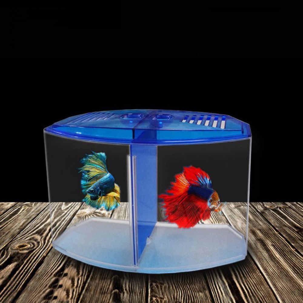 Pecera transparente Betta, acu - Betta Fish Tank reseña y precio