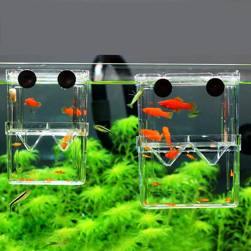 Caja de aislamiento para cría  - Aquarium Fish Betta reseña y precio